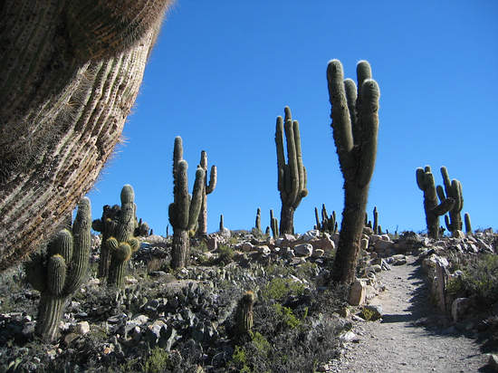 Cardones en el pucará de Tilcara en Humahuaca
