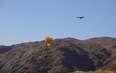Cóndor y parapente juntos