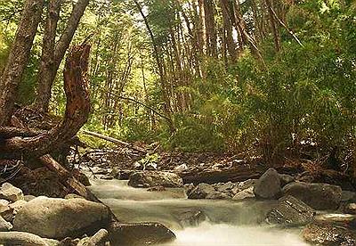 Sendero Arroyo cascada