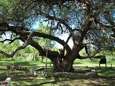 Algarrobo Camping Guasmara