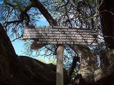 Referencia Algarrobo del Guasmara