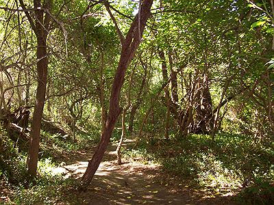 Bosque Sendero Los Zorzales