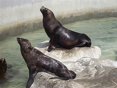 Focas en acuario Zoo Bs As