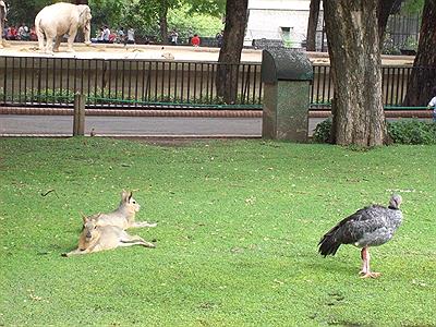 Zoo Bs.As.