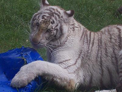 Zoo-Tigre de bengala-