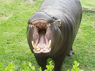 Zoo Bs.As.-Hipopotamo pigmeo-