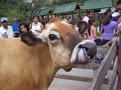 Granja del Zoo- vaca-