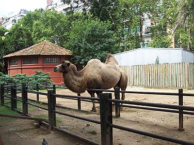 Zoo      -camello-