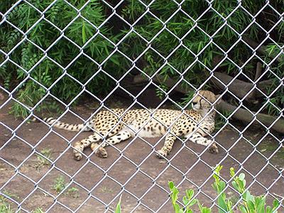 Zoo -chita-