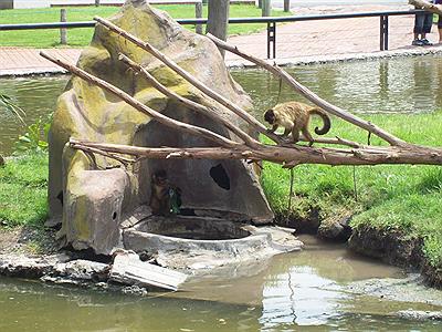 Zoo  -isla de los monos-