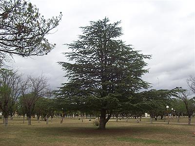 Espartillar  -Plaza Central-