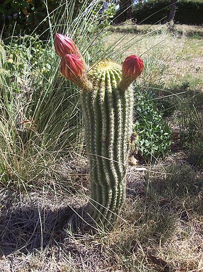 Espartillar   -cactus-