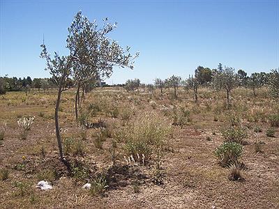 Espartillar    -Olivos-