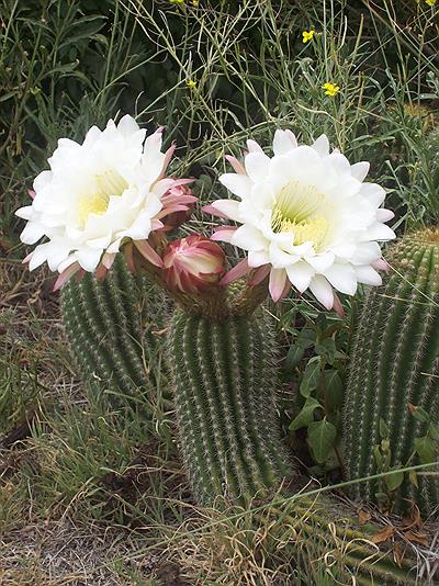 Espartillar   -cactus-