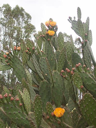 Espartillar -cactus-