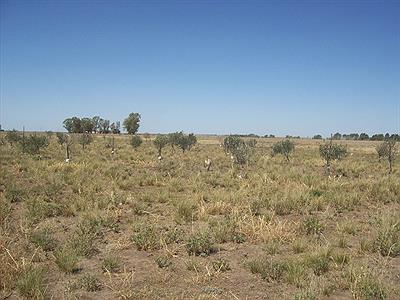 Espartillar    -campo-