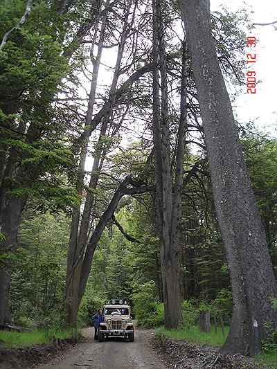 En el parque Nacional Los Alerces