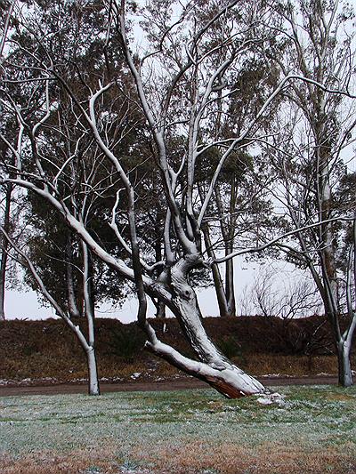 Nevada en San Carlos de Bolivar