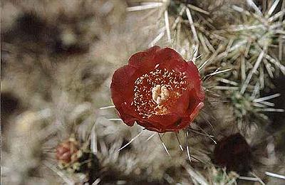 Cylindropuntia Tunicata