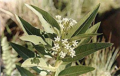 Asclepias Mellodora