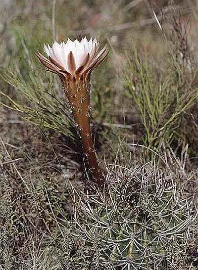 Gymnocalycium Gibbosum