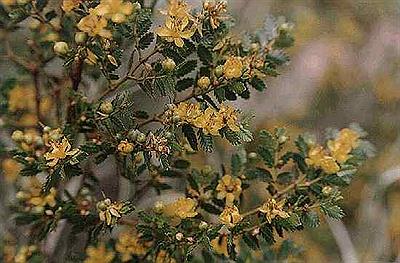 Larrea Nitida