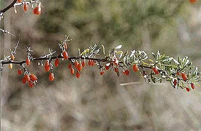 Lysium Gilliessianum