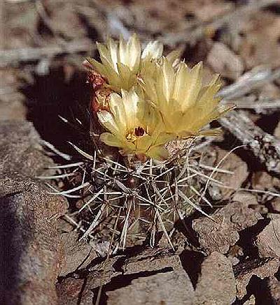 Wigginsia Sessiliflora