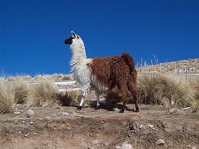 Llama
