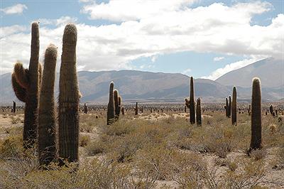 Bosque de Cardones
