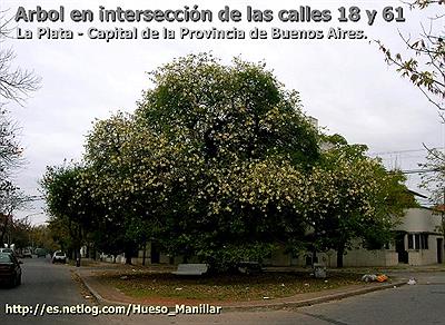 Arbol en 18 y 16