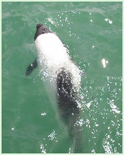 Tonina Overa en Playa Unión. Rawson