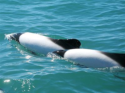 Toninas overas jugando en Playa Unión
