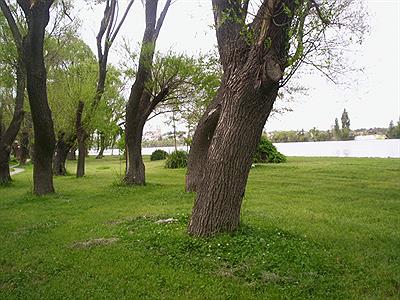 Costanera de Viedma