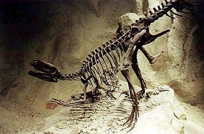 Museo Paleontológico Egidio Feruglio