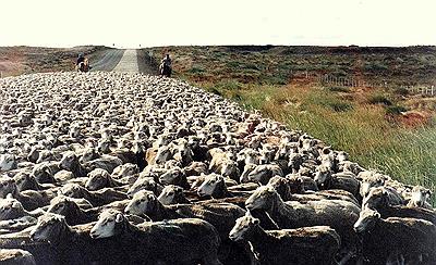 Piño de ovejas, Puerto Natales, Chile