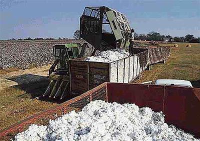 Cosechadora de algodón