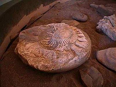 Restos prehistóricos