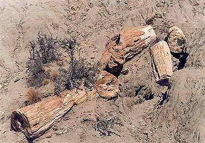 Bosque Petrificado Hormaechea