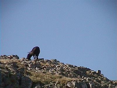 Cerro La Ventana - caballo salvaje