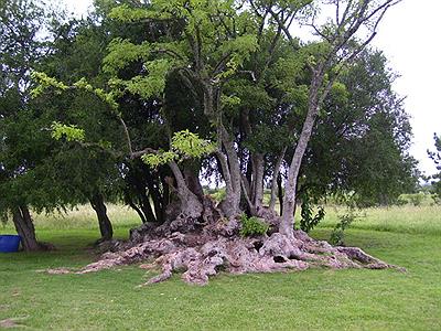 Árbol en Molino Forclaz