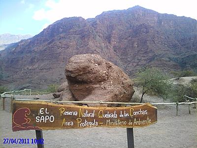El sapo Qbda de las conchas