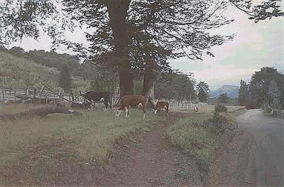 Camino alrededor del lago