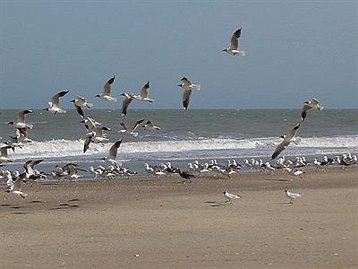 Gaviotas sobre la playa