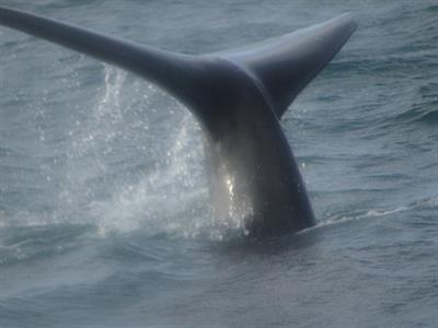 Ballenas