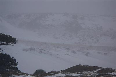 primeros pinos nieve