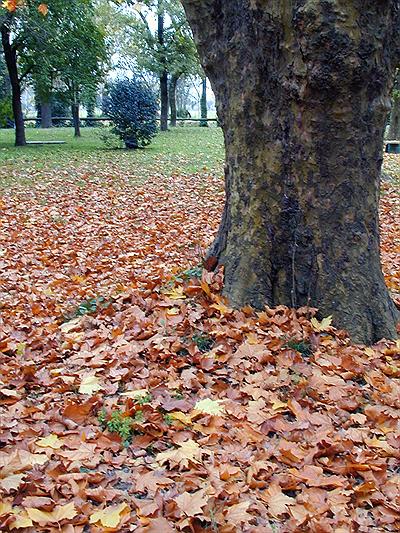 Parque Municipal Domingo F. Sarmiento en otoño. Azul