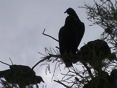 Cuervos en un árbol