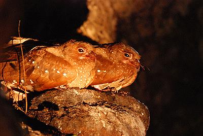 Cueva Oilbird