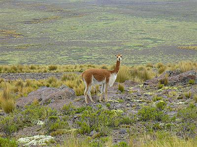 Reserva Natural Pampa Galeras